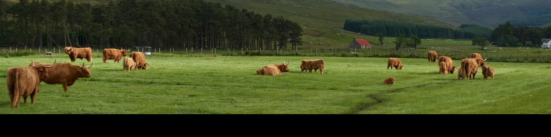 Cows in a farm field