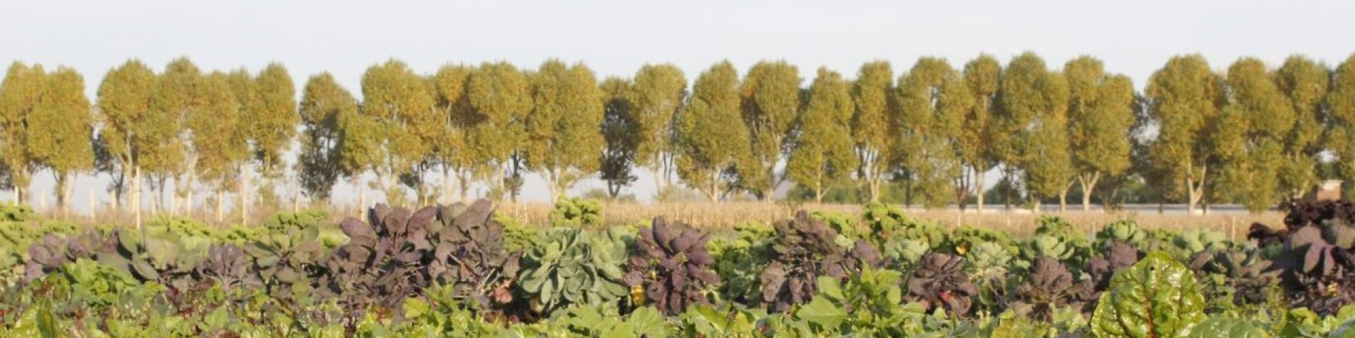 Trees and produce growing on a French 'farm incubator' farm