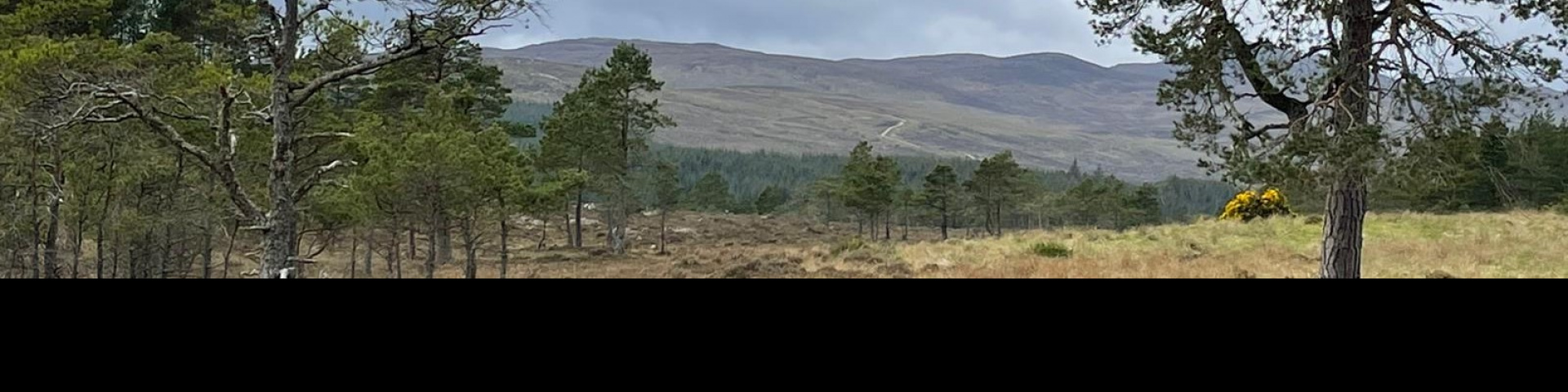 Mixed use landscape of trees and moorland in Sutherland