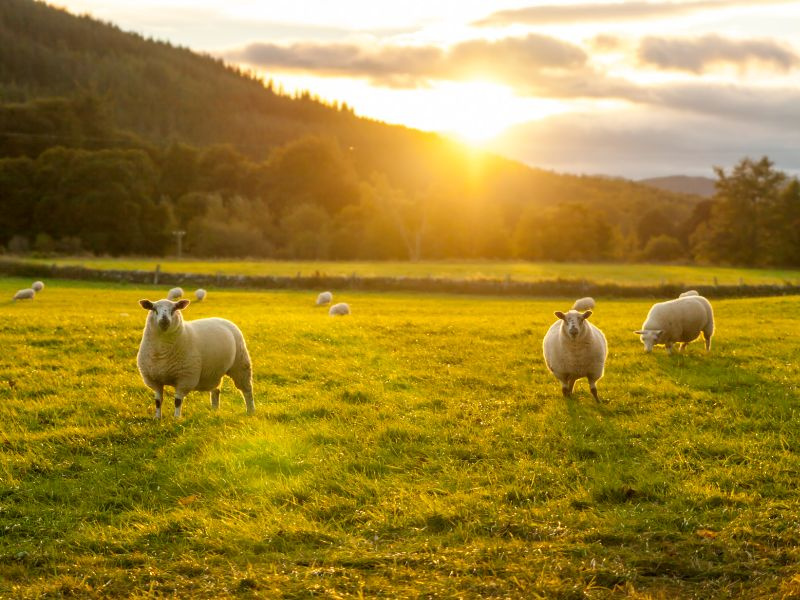 Sheep grazing at sunset on a grassy field